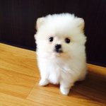 [강아지] 포메라니안 누룽지를 소개합니다