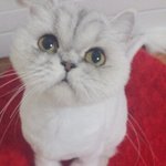 [고양이] 나의 사랑, 너의 사랑  '별이' 이야기