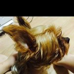 [도와주세요] 정말부탁드려요 ㅠㅠ한번만꼭읽고 가주세요 강아지잃어버렷습니다ㅠㅠ