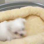 [타오] 황쯔캔디가 무럭무럭 자랐어요~~~^^