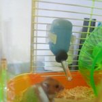 [여러<b>동물</b>들] 공대생의 햄스터 집 만들기!