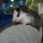 [리챔로스팜] [햄스터][스팸리챔로스팜]스팸 리챔 <b>로스</b>팜 -<b>로스</b>팜1-