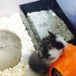 [리챔로스팜] [햄스터][스팸리챔로스팜]스팸 리챔 <b>로스</b>팜 -<b>로스</b>팜2-