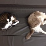 [탑과라떼] 탑과 라떼의 어정쩡한 <b>동침</b>