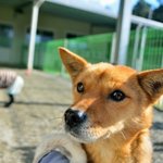 이사간 집에서 비를 맞고 있었던 강아지