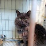 [고양이] 유기묘에서 패션왕으로 거듭난 냥이들!!