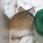 [EXO] 햄스터 궁<b>댕이</b> 찰싹 때리고싶당