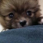 [<b>포</b><b>메</b>알렉스] 1화 포메라니안 오렌지세이블 알렉스-1