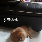 [<b>포</b><b>메</b>알렉스] 2화 포메라니안 오렌지 세이블 알렉스-2