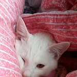 [고양이] 사랑스런 우리집 흰냥이 백근이2