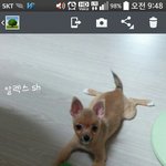 [<b>포</b><b>메</b>알렉스] 3화 포메라니안 오렌지 세이블 알렉스-3