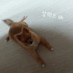 [<b>포</b><b>메</b>알렉스] 4화 포메라니안 오렌지 세이블 알렉스4