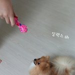 [<b>포</b><b>메</b>알렉스] 5화 포메라니안 오렌지 세이블 알렉스-5