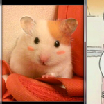 [허얼] 햄스터를 에비<b>츄</b>로 성형시킴ㅋㅋㅋ