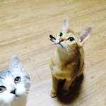 우리집은 <b>동물</b>농장