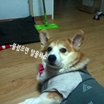[귀염<b>둥이</b>웰시코기라이] 사랑이식었어...................