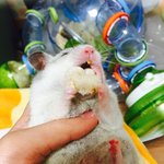 [리챔로스팜] [햄스터][스팸리챔로스팜]스팸 리챔 로스팜 -먹방-