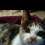 [<b>아토</b>] 귀염폭팔 고양이