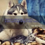 [<b>개난리</b>] 반려동물 키우면서 한번쯤 들어봤을 위대한 인사들의 한마디...