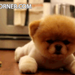 [<b>개난리</b>] 강아지계의 슈퍼스타... 졸귀!!