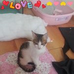 [동물사랑방] 우리집<b>꼬맹이</b>를 소개합니당