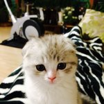 [고양이] <b>스코티</b>쉬 폴드 마루!  오늘 첫 생일이에요