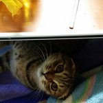 빵꼬네 6