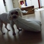 [강아지] 혼자보기 아까워서 올려여 우리 개들 사진 보고가세요ㅋㅋㅋㅋㅋㅋㅋ
