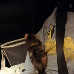 [고양이] 골목길에서 만난 아기고양이:<b>d</b> 사월이