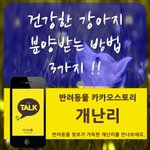 [개난리] 건강한 강아지 <b>분양</b>받는 방법 3가지 !!
