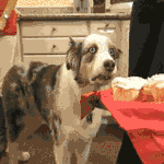 [EXO] 니네 <b>전화</b>받는거잘함?? 특히 <b>전화</b>로 <b>주문</b>받는거