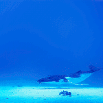 [추억파리여] 경이롭고 신기한 동물의 세계