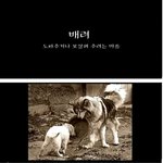 [추억파리여] 안락사 직전 밥을 나눠준 말라뮤트의 <b>우정</b>