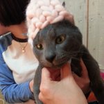 <b>루피</b>망고 고양이