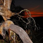 [추억파리여] 우리나라 맹금류 서열 <b>top</b> 수리부엉이