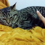 우리집 매력덩어리 초<b>롱이</b>를 소개합니다.