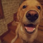 [고양이] (추가)길고양이를 못 지나치겠어요-1