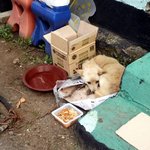 [강아지] 예삐와 <b>꼬물</b>이의 이야기를 들어주세요