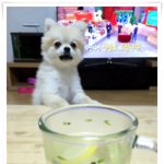 <b>레몬청</b>을 대하는 포메 탁구의 반응 ^^