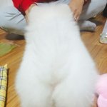 10개월 포메라니안 송스의 충격적인 성장기...ㅎㅎ;;;;;