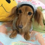 [강아지<b>모카</b>] 안녕하세요 박모카에요 ㅎㅎㅎㅎ