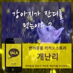 [개난리] - 강아지가 잔디를 먹는이유 ?