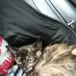 [고양이] (추가)길고양이를 못 지나치겠어요-2