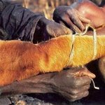 [추억파리여] 원주민들의 뱀 <b>사냥</b>법