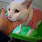 [고양이] <b>청주</b>유기동물보호소 냥이들