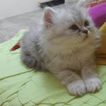 [울냥이들] 냥이사랑