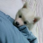 [강아지사진] 백곰닮은 사랑이 2편(사랑이<b>염색</b>사진도있어욧)