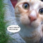 [고양이] 사랑스런 <b>소매</b>치기냥 몰리에게 평생 가방을 털려주실 집사님...
