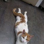 우리 막내의 슬픈 현실