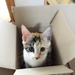 [뭉이사랑] [뭉이별이] <b>박스</b>는 나의것~